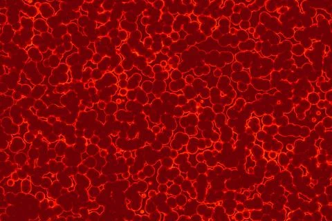 Shape of bacterial cell: cocci, bacilli, spirilla bacteria Stock Illustration