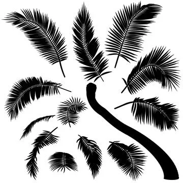 Shape of bent coconut palm tree elements 스톡 일러스트