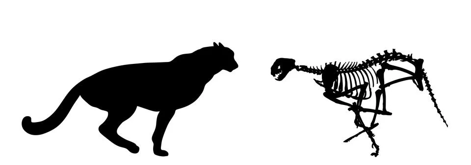 Shape Cheetah skeleton vector silhouette illustration Stock Illustration
