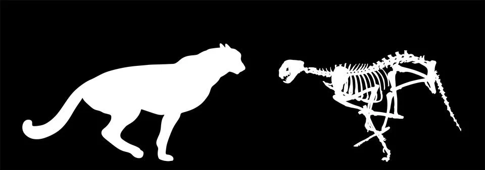 Shape Cheetah skeleton vector silhouette illustration Stock Illustration