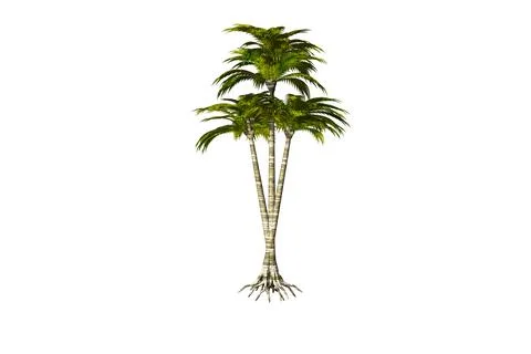 Shape Coconut Palm white background 3d rendering Stock Illustration
