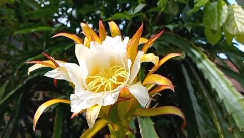 The shape of the dragon fruit flower gives an elegant impression. Stock Footage 321054347