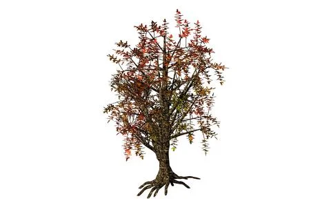 Shape elm tree white background 3d rendering Stock Illustration