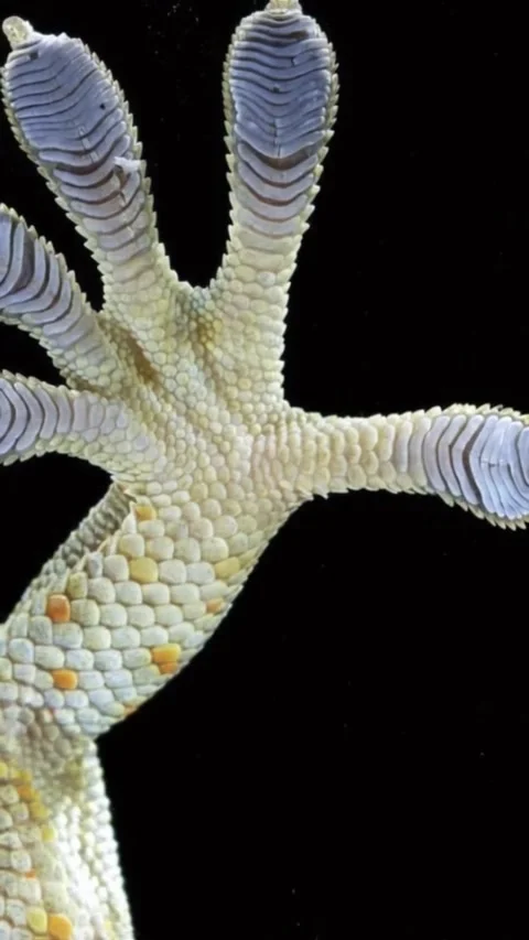 The shape of the hand resembles a chameleon's hand Stock Footage 320777083