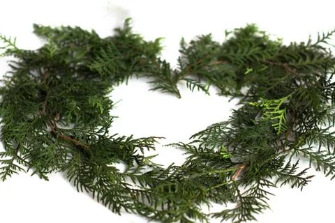 The shape of the heart from the branches of the tui Stock-Fotos