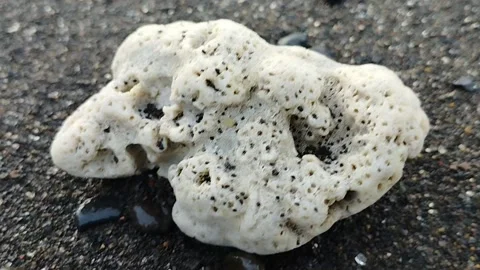 The shape of hollow white shells in the sand Stock Footage 225200440