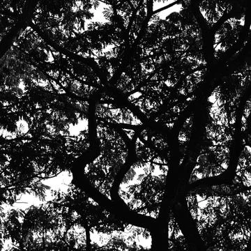 Shape of Leaves and trees for web background in monochrome. Stock Photos