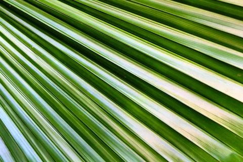 Shape of palm leaf texture in tropical zone Stock Photos