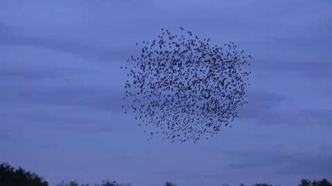 Shape in sky of flock of starlings flying in the evening light England UK 4K Video stock 143305658