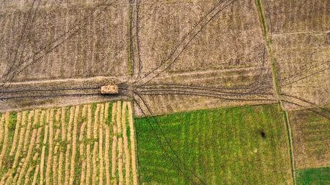 Shape like a tree 库存照片