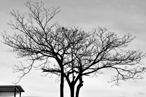 Shape of tree in sillouettes Stock Photos