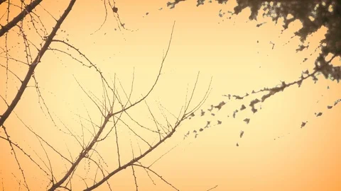 Shape of Trees in Yellowish Light Stock Footage 86519052