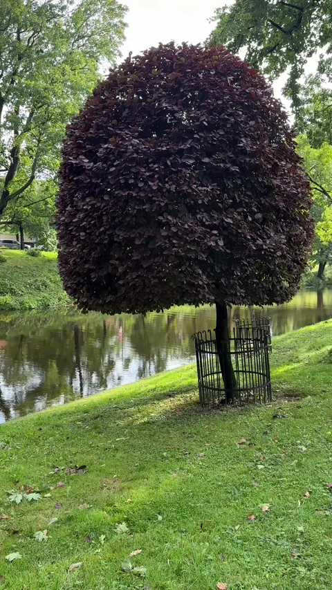 Shaped Ornamental Tree Beside Pond in Green Park Video stock 343321056
