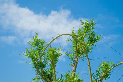 Shaped tree branch with small leafes against blue sky. Stock Photos