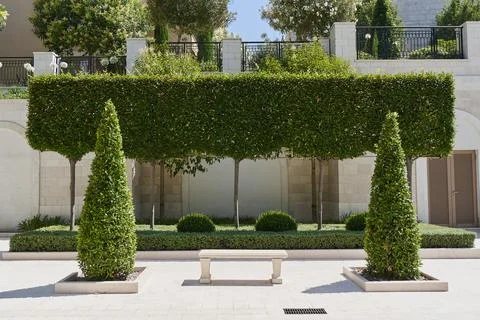 Shaped trimmed tree of rectangular shape in the European city of Tivat Stock Photos