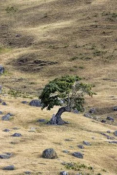 Shapely small tree on brown grass. Stock Photos