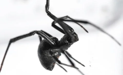 Shapes of Black Widow Stock Photos