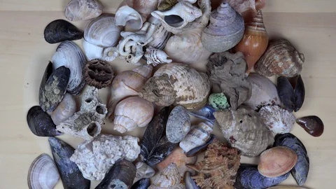 Shapes colors sea shells rotating turntable counterclockwise. 4K Stock Footage 127649568