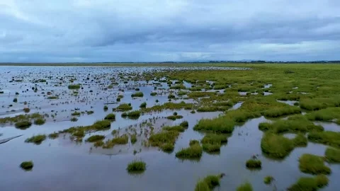 Shapes of grass on the water Stockbeeldmateriaal 141082675