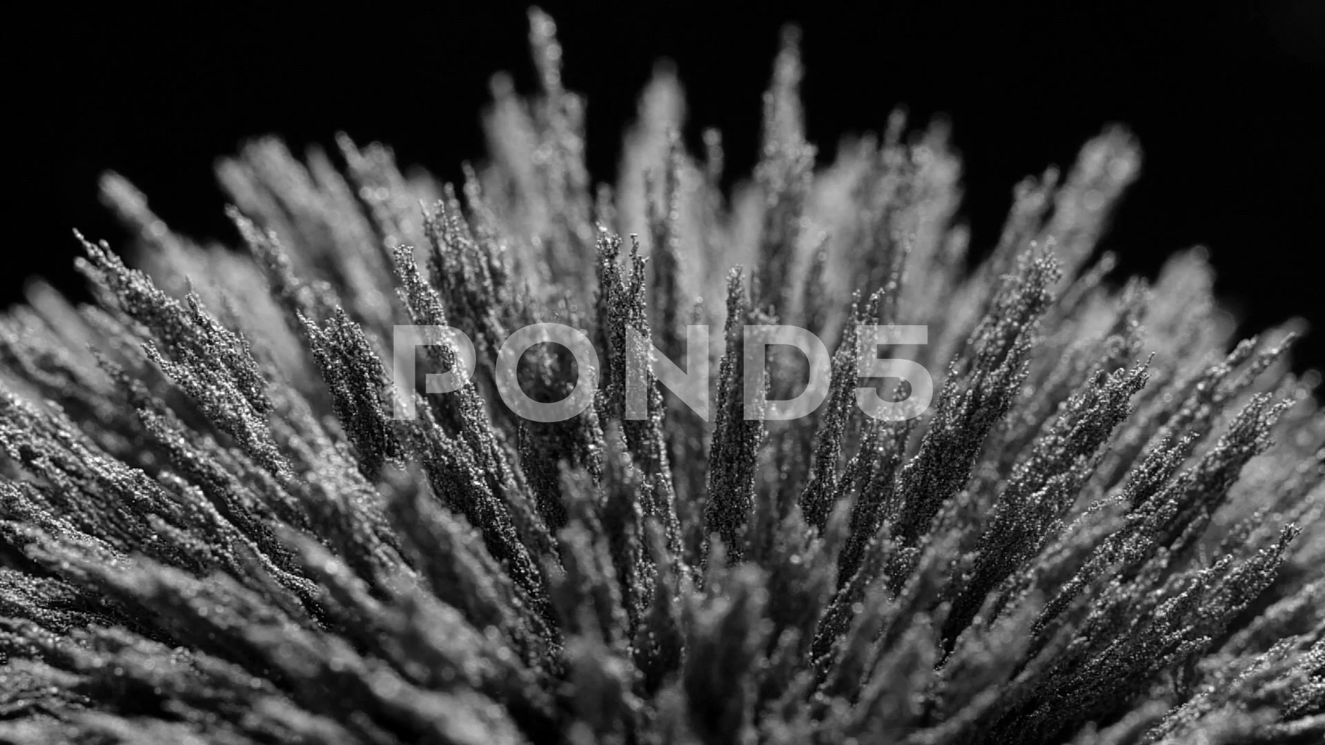 Shapes iron powder in a magnetic field., Stock Video