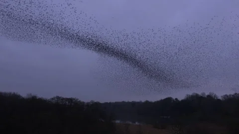 Shapes in sky flying strarling murmuration England UK 4K Video stock 169802149
