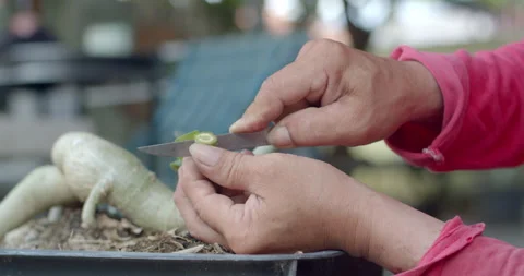 Shaping the Adenium stem with precision using a knife to create a proper base Stock Footage 312950070