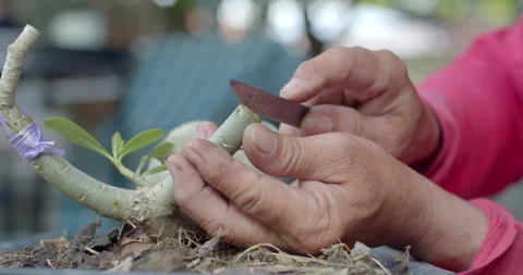 Shaping the Adenium stem with precision using a knife to create a proper base Stock Footage 312950151