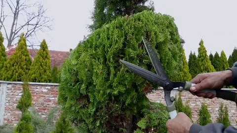 Shaping of decorative tree Vídeo Stock 75468439