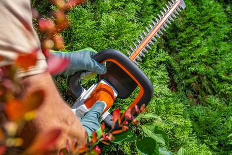 Shaping Thujas Green Wall Using Hedge Trimmer Close Up Stock Photos