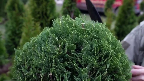 Shaping the tree with scissors Vídeo Stock 75468507