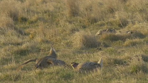 Shaprtail grouse Dance and stomp on Lek Stock Footage 49796847