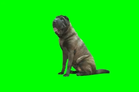 Shar-Pei 2 Video stock 18941829
