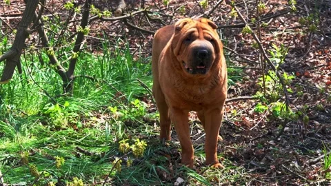 Shar Pei digs the ground on a hot summer day Stock Footage 159440893