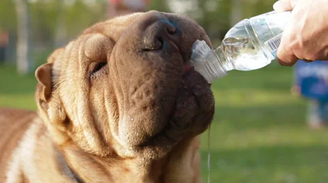 Shar Pei dog drinking Video stock 38310517