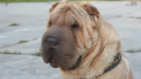 Shar Pei dog Stock Footage 24276096