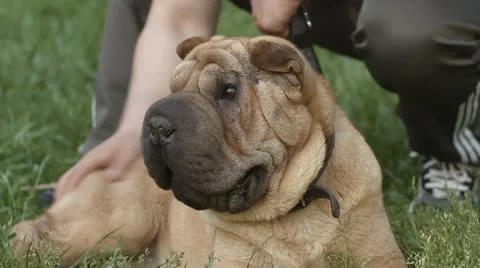 Shar pei dog Stock Footage 24673688