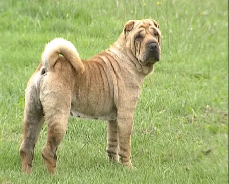 Shar Pei dog - side view - looks over shoulder. Shar Pei is a Chinese dog breed Stock Footage 38698911