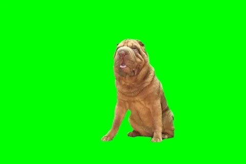 Shar-Pei Video stock 18940136