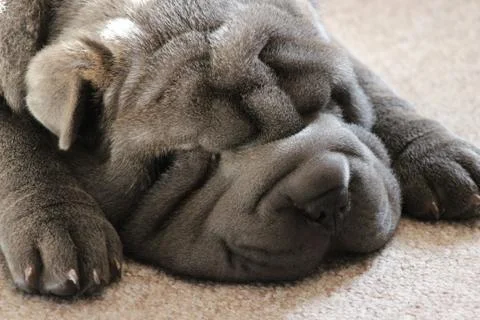 Shar Pei Stock Photos