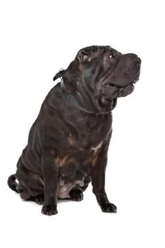 Shar-Pei Stock Photos