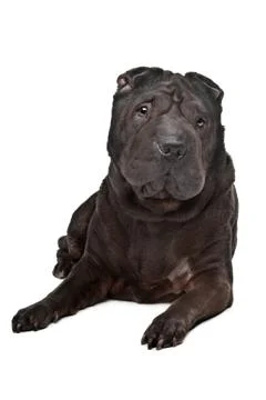 Shar-Pei Stock Photos