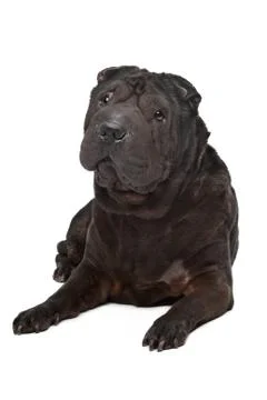 Shar-Pei Stock Photos