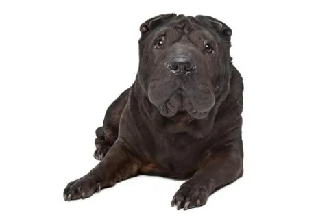 Shar-Pei Stock Photos