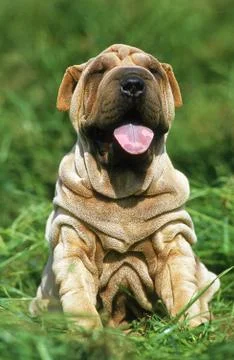 SHAR PEI Stock Photos