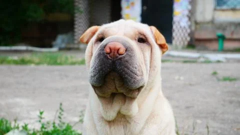 Shar Pei portrait in the yard Stock Photos