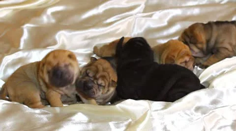 Shar pei puppy Stock Footage 10765762