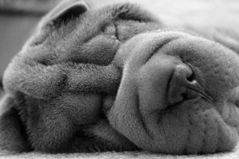 Shar Pei sleeping Stock Photos