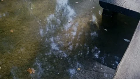 Sharance HD Video stock 118402030