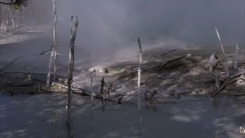 Shards of Dead Trees Strewn About Smoky Crater in Yellowstone Woods Stock-Footage 86756052