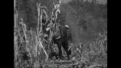 Sharecropper plow in corn field with the help of horse plough - 1930 Stock Footage 101712700